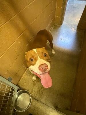 Rover, Pit Bull Terrier Mix, young, available for adoption