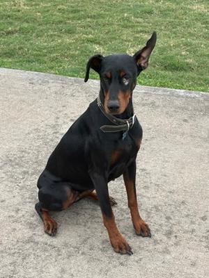 Lola, Doberman Pinscher Mix, adult, available for adoption
