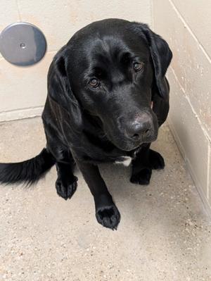 Crystal, Labrador Retriever Mix, adult, available for adoption