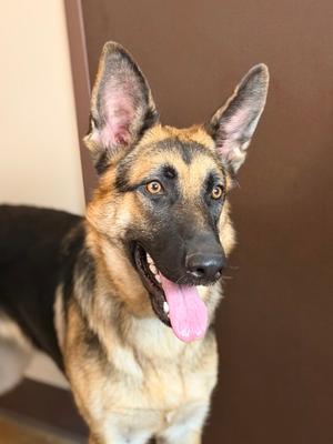 Gracie, German Shepherd Dog Mix, young, available for adoption