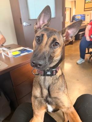 Faith, Belgian Malinois Mix, young, available for adoption