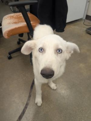A white dog with blue eyes looking up at the camera.