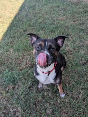 a dog licking its nose
