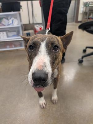 A brindle and white dog with its tongue sticking out is looking directly at the camera.