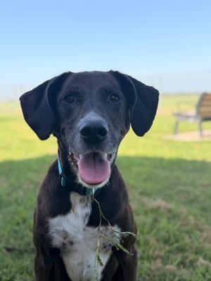 Piper, Labrador Retriever Mix, senior, available for adoption
