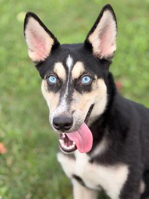 Natasha, Alaskan Husky Mix, young, available for adoption