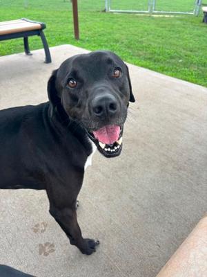 Lonesome, Labrador Retriever Mix, adult, available for adoption