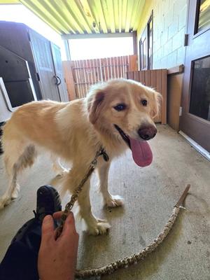 Coco, Great Pyrenees and Belgian Malinois, adult, available for adoption