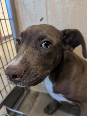 Cheeto, American Pit Bull Terrier Mix, young, available for adoption