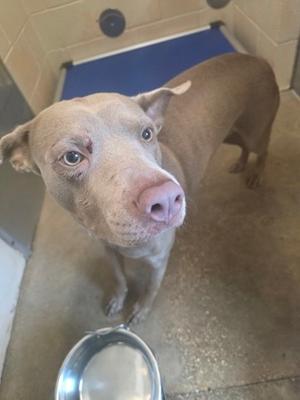 A light-colored dog with a pink nose and floppy ears is standing on a concrete floor, looking up at the camera. There is a metal bowl in the foreground and a blue mat in the background.