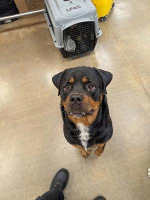 Miko, Rottweiler Mix, adult, available for adoption