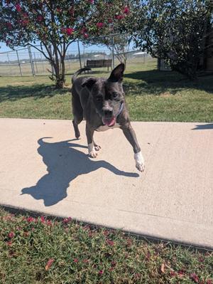 Teddy, American Staffordshire Terrier Mix, senior, available for adoption