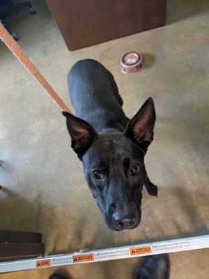 A black dog with pointed ears looks up at the camera, standing on a leash.