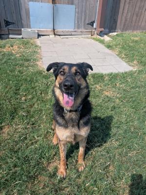 A German Shepherd dog sitting on grass with its tongue out, looking at the camera.