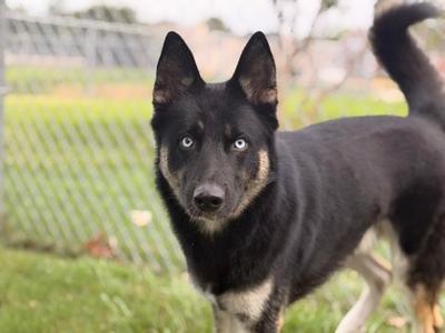 Ditto, Alaskan Husky and German Shepherd Dog, adult, available for adoption