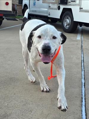 A white dog with black patches on its back and ears, wearing an orange leash, walking on a concrete surface with a white van in the background.