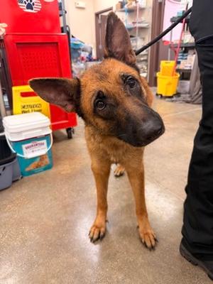 Jaqueline, German Shepherd Dog and Belgian Malinois, young, available for adoption