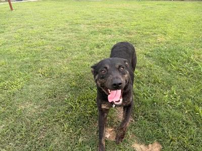 A black and brown dog stands on a grassy field with its tongue hanging out.