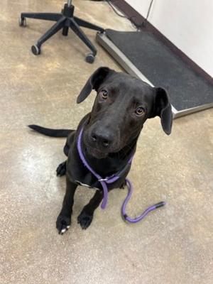 Goldie, Labrador Retriever Mix, young, available for adoption