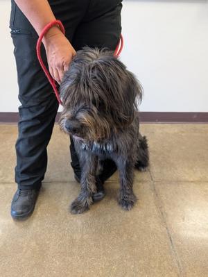 61499274, Afghan Hound Mix, adult, available for adoption