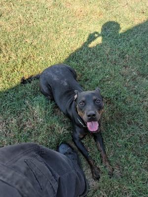 A black dog with a pink tongue sticking out, lying on grass, with a person's leg visible in the foreground.