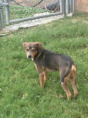 A small dog with a black and brown coat standing on grass in a fenced area.