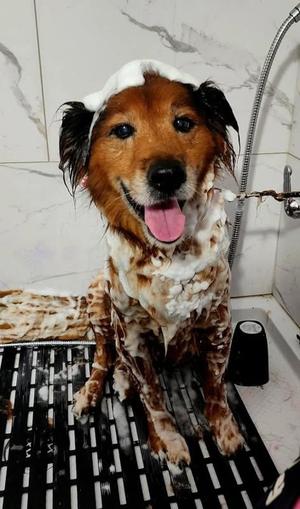 Almond, Mixed Breed, senior, available for adoption