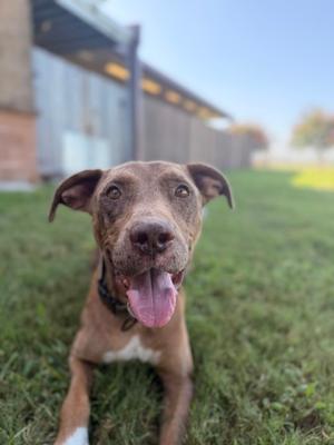 A brown dog with a white chest and paws is lying on grass, looking up with its mouth open and tongue out.