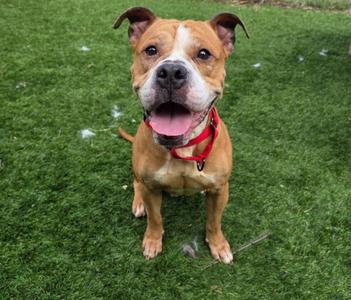 A brown and white dog with a red collar standing on green grass.