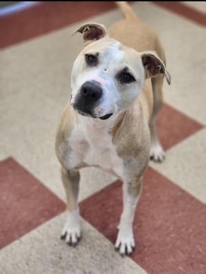 A tan and white dog standing on a red and beige tiled floor.