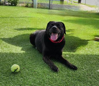 Kol, Black Labrador Retriever, adult, available for adoption