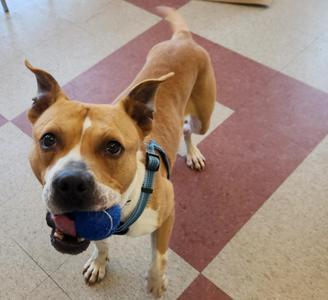 Buddy, Terrier / Boxer, adult, available for adoption