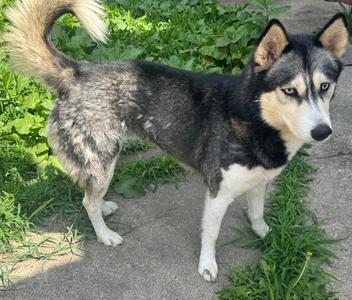 Alaska, Siberian Husky, adult, available for adoption
