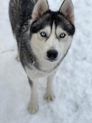 A close-up of a husky dog with striking blue eyes standing in the snow.