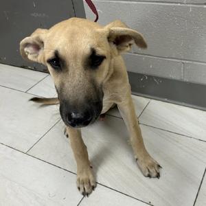 A light brown dog with floppy ears sitting on a tiled floor.