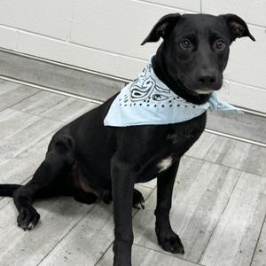 Darwin, Retriever, Labrador, adult, available for adoption