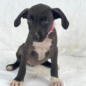 Edsel, Mixed Breed (Medium), puppy, available for adoption