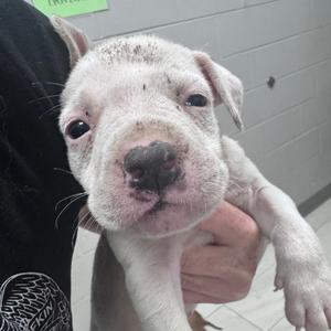 Chandler, Mixed Breed (Small), puppy, available for adoption