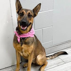 A brown and black dog with a pink bandana sitting on a wooden floor in front of a white wall.