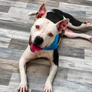 Chop, Terrier, American Staffordshire, adult, available for adoption