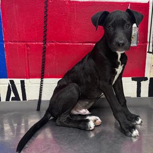 Crab Rangoon, Retriever, Labrador, puppy, available for adoption