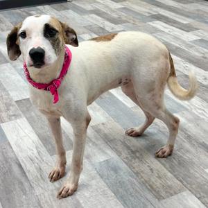 Ciera, Mixed Breed (Large), adult, available for adoption
