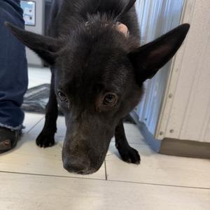 Chatterley, Shepherd, adult, available for adoption