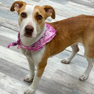 Cheyenne, Terrier, Pit Bull, adult, available for adoption