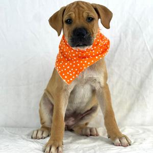 Bree, Retriever, Labrador, puppy, available for adoption