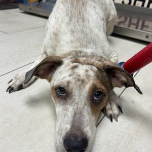 Ciabatta, Mixed Breed (Medium), adult, available for adoption