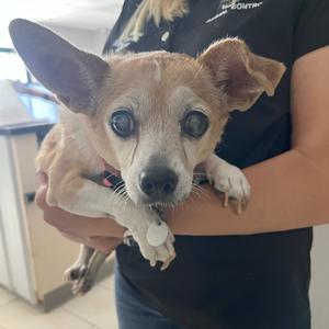 Daisy, Chihuahua, senior, available for adoption