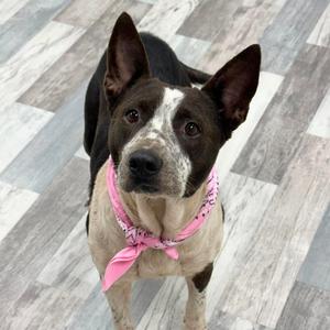 Ethel, Mixed Breed (Medium), adult, available for adoption