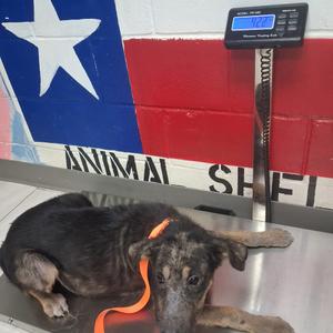 Bruno, Mixed Breed (Large), adult, available for adoption