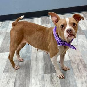 Abby, Bulldog, adult, available for adoption
